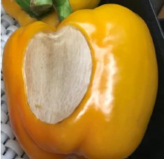 Paprika met zonnebrand